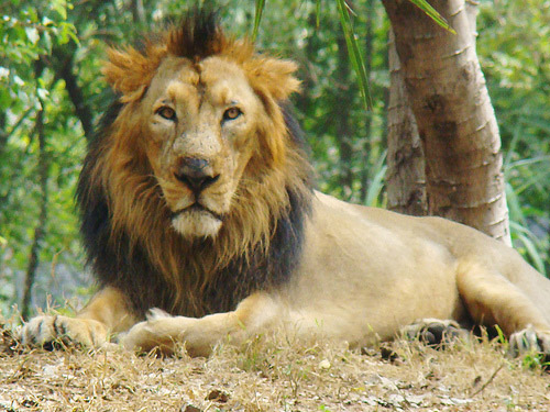 asiatic-lion.jpg