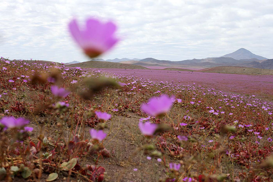 atacama-flowers-bloom-worlds-driest-desert-11.jpg