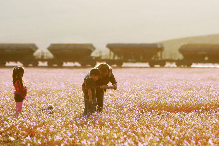 atacama-flowers-bloom-worlds-driest-desert-14.jpg