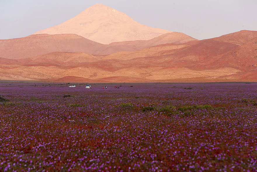 atacama-flowers-bloom-worlds-driest-desert-3.jpg