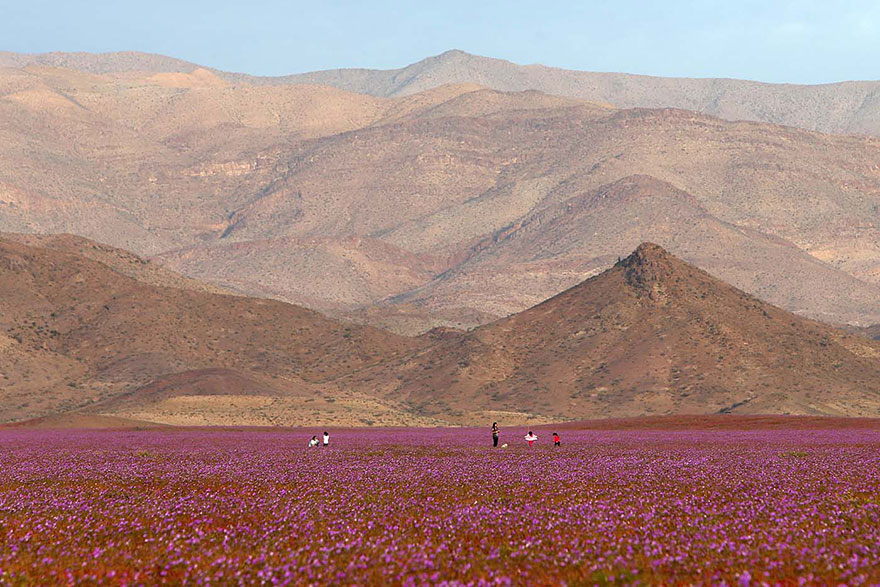 atacama-flowers-bloom-worlds-driest-desert-4.jpg
