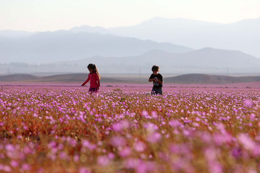 atacama-flowers-bloom-worlds-driest-desert-5.jpg