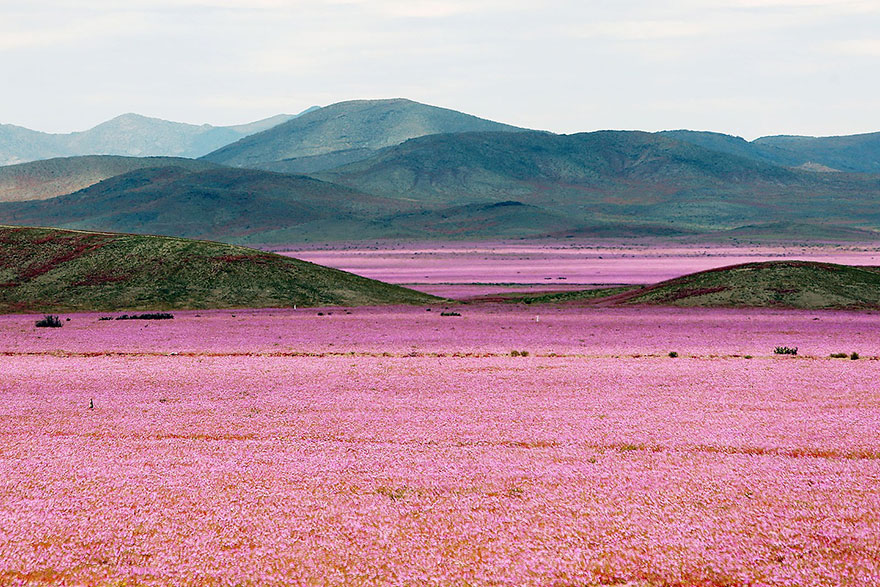 atacama-flowers-bloom-worlds-driest-desert-6.jpg
