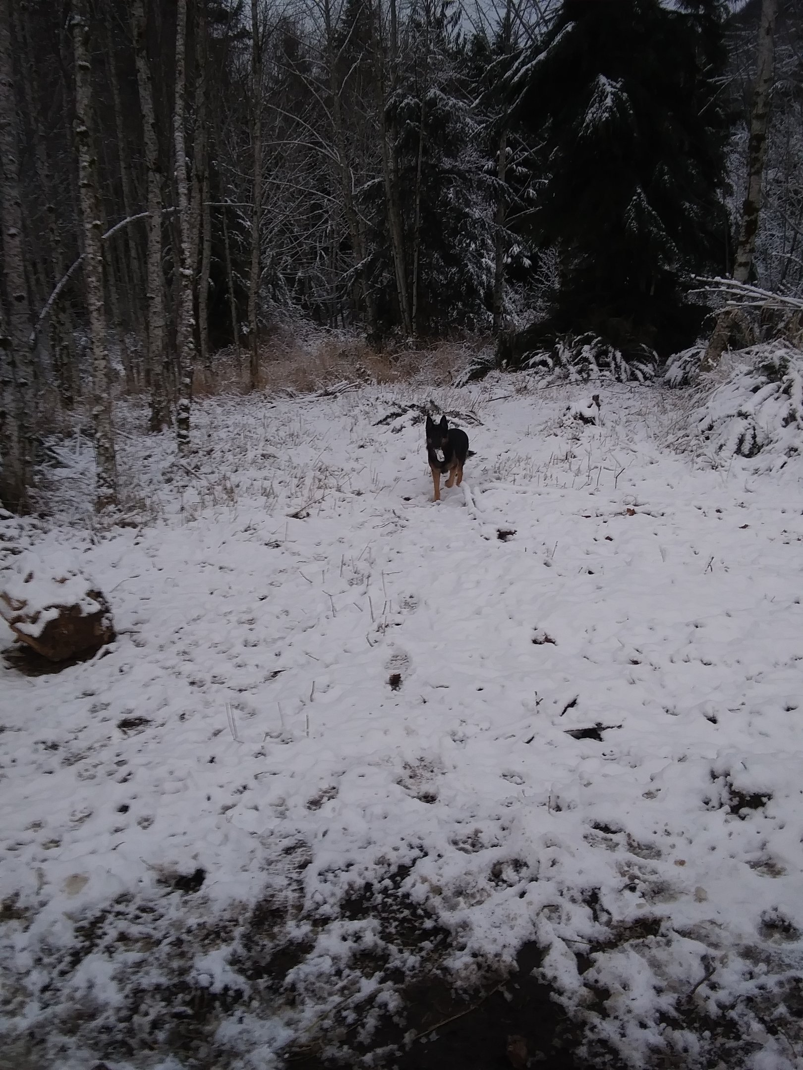 buddy in da snowy front yard.jpg