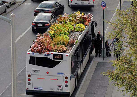 Bus-Roots.jpg