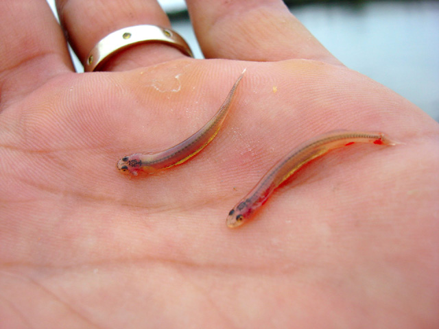 candiru-fish.jpg