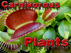 carnivorous_plants_300.jpg