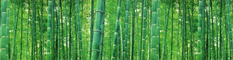 cropped-forest_bamboo2.jpg