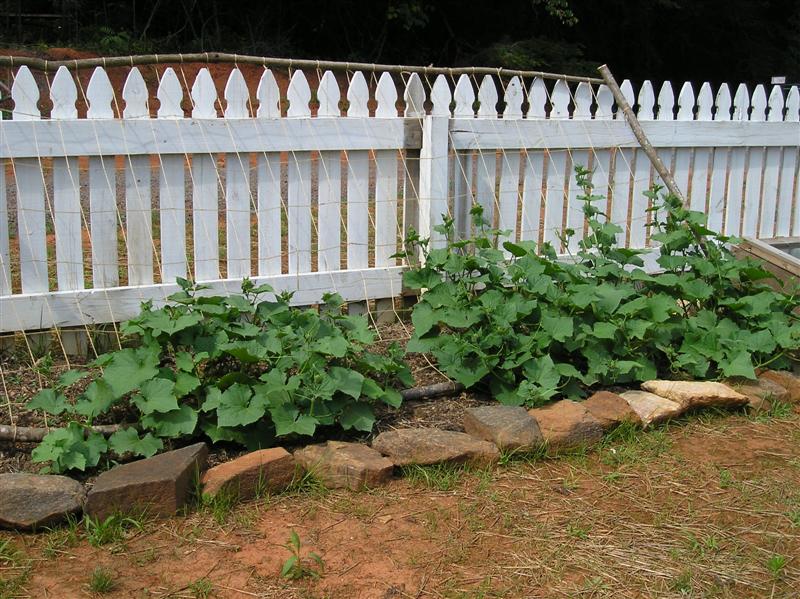 cucumbers-Medium.jpg