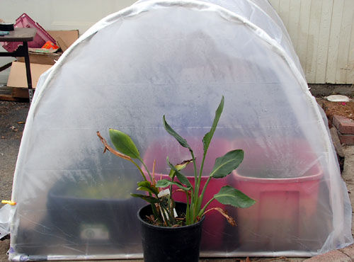 diy-greenhouse1.jpg