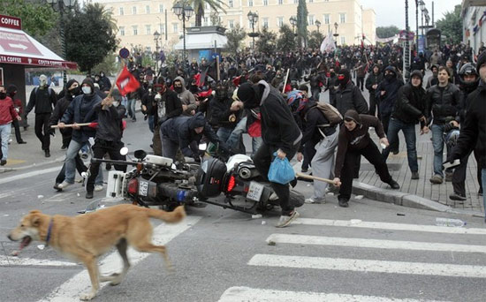 dog-at-clashes.jpg