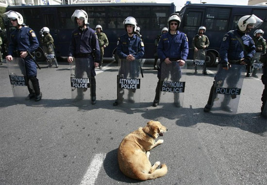 dog-police.jpg