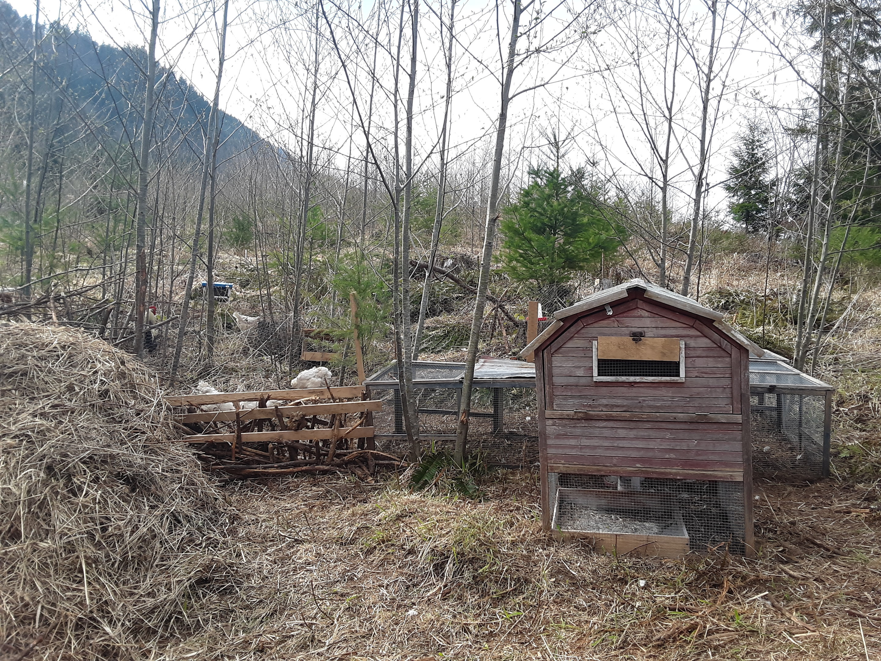 front view of chicken house.jpg