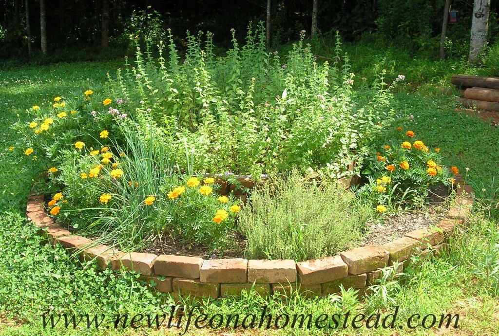 herb-bed-1024x690.jpg