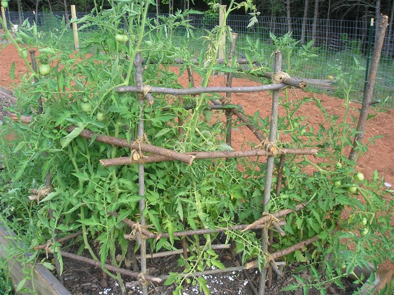 homemade-tomato-cage-Medium.jpg