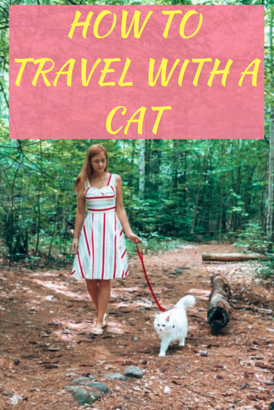 how-to-travel-with-a-cat.png