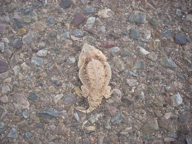 huachuca horned toad.jpg
