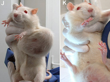 Monsanto-GM-corn-caused-tumors-in-rats.jpg