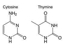 nucleobases_cytosine_thymine_image.jpg