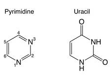 nucleobases_pyrimidine_uracil_image.jpg