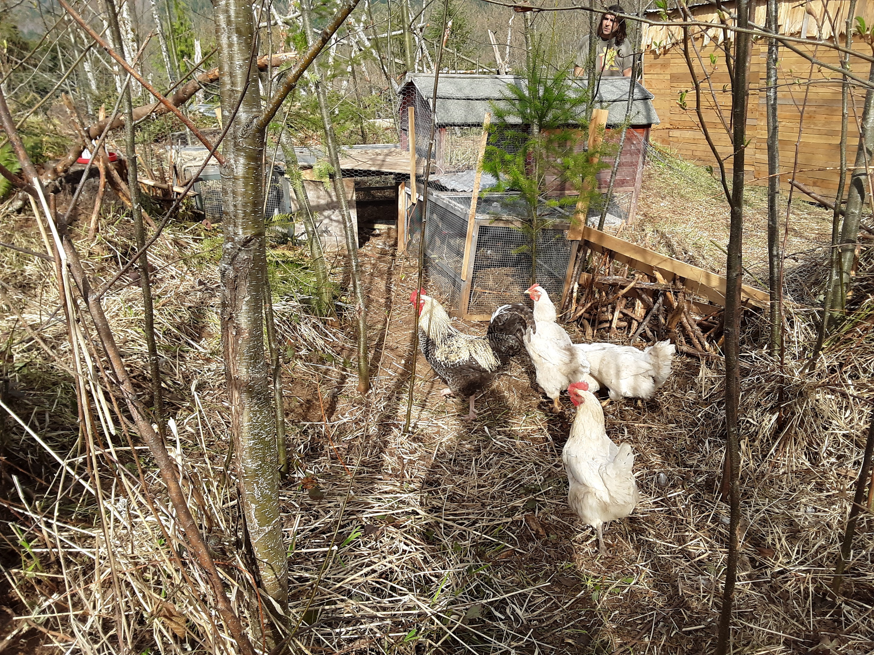 other view of chicken house.jpg