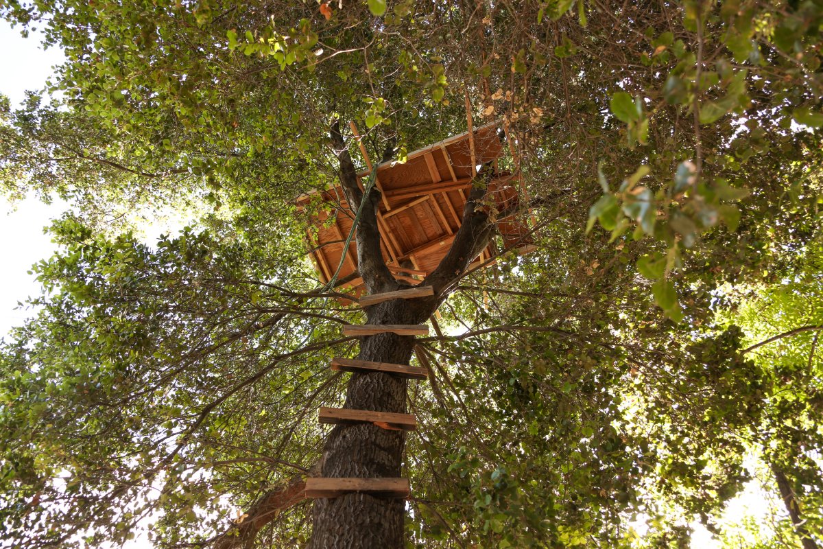 when-troy-the-carpenter-couldnt-find-work-that-didnt-stop-him-from-building-this-tree-house.jpg