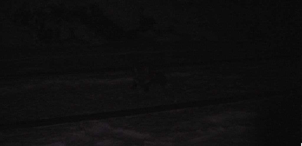 Winter fox 13.png