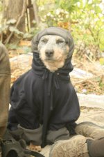 Dogcare.jpg
