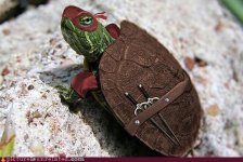 turtle.jpg