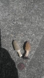 IMAG0038.jpg