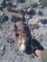 big ol fish_01-04-2013_028.jpg