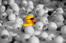 oogle duck.jpg