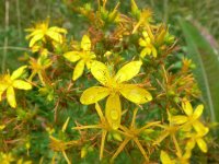 common_st_johns_wort.jpg