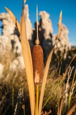 Mono Cattail.jpg