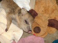 javelina_baby.jpg