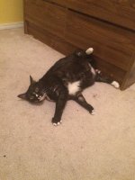 image.jpeg
