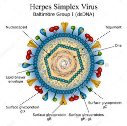 stock vector diagram of herpes simplex virus particle structure 173578478.jpg  1500×1600 .png
