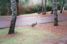 1_Bandonturkey.jpg