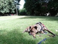 shamus1.jpg