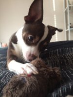 2017 Winter - Cannoli 112.JPG