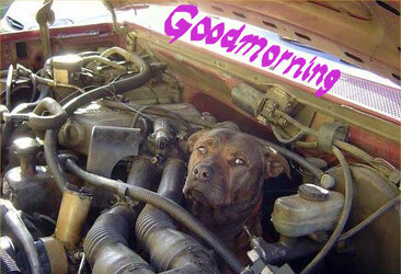 goodmorning dog stuck.jpg