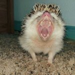 a24202b64e87070728e5529d3f5e3ef3--a-dentist-big-teeth.jpg