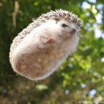 319488b64c14adb603ead90fac8f17fc--buzzfeed-animals-baby-hedgehogs.jpg