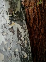 IMG_20170529_215950.jpg