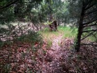 IMG_20170529_215921.jpg