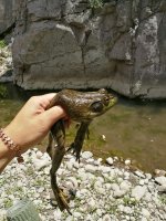 IMG_20170615_175140.jpg