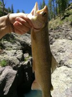 IMG_20170615_181014.jpg