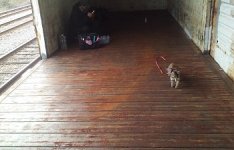 roadcat.jpg