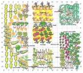 companion-planting-design-e1489845359944-640x566.jpg