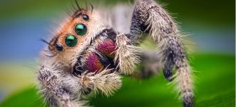 Female_Jumping_Spider_-_Phidippus_regius_-_Florida.jpg